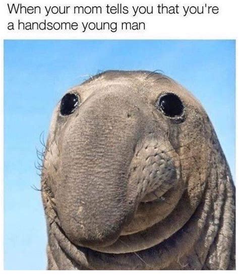 50+ Funny Animal Memes 2019 to Break Your Jaws With Laughter