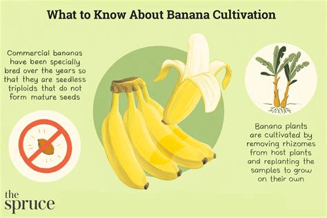 How to Grow Bananas From Seed