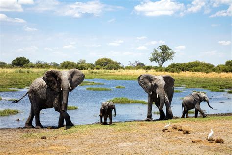 The 9 Best African Safari Tours of 2021 - Flipboard