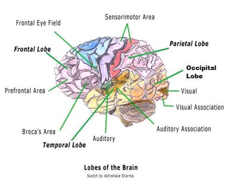 Diagram of the Brain and its Functions