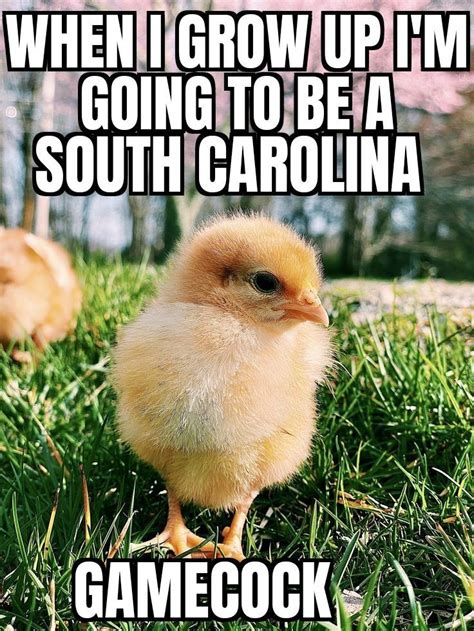 South Carolina Gamecocks memes | South carolina gamecocks, South ...