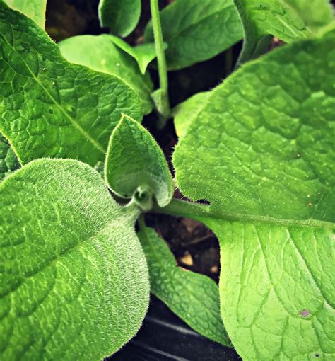 Growing and Foraging for Comfrey | Harvesting herbs, Medicinal plants, Comfrey