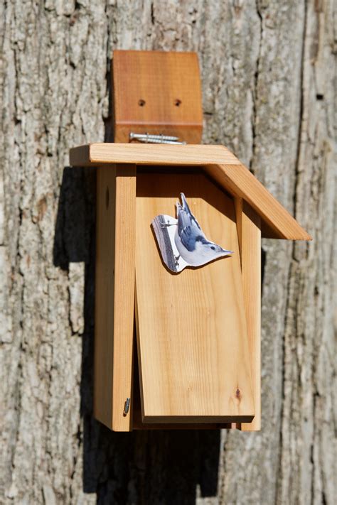 White-breasted Nuthatch Cedar Bird House | Etsy