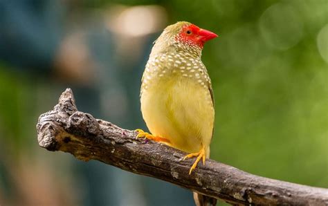 Star Finch - Red Face | Lee's Exotic Birds