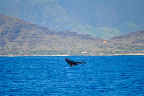 How To Take A Tour To Swim With Wild Dolphins On Oahu