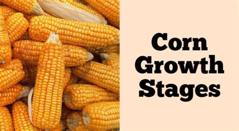 Corn Growth Stages: How Does It Grow? – Rockets Garden