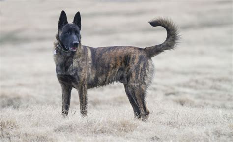 Dutch Shepherd: Dog Breed Characteristics & Care