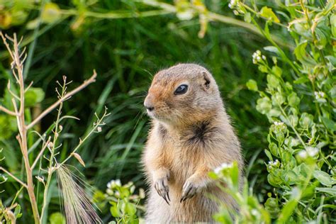 Arctic Ground Squirrel - Yukon Wildlife Preserve