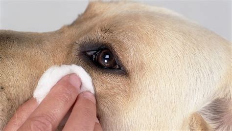 Clean your Dog, Best Home Remedies for Treating Tear Stains – Total Pooch