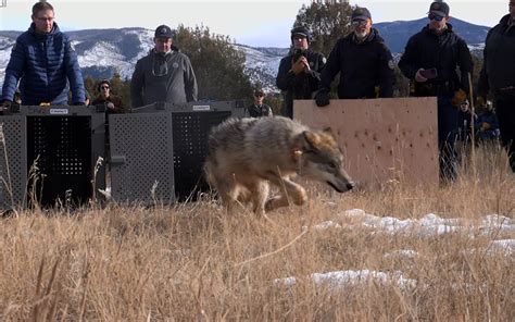 Wild Wolves Return to Colorado | Sierra Club