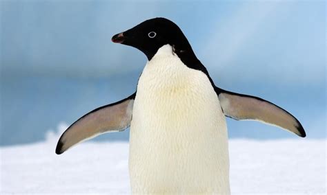 Top 10 facts about Adélie penguins | Penguins, Adelie penguin, Penguin drawing