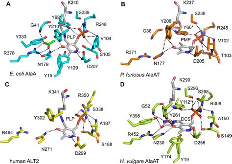 Active site architecture of alanine aminotransferases. Catalytically ...