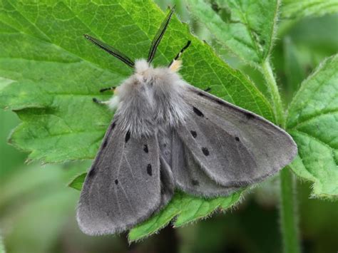 Muslin Moth | Moth, Moth species, Cute moth