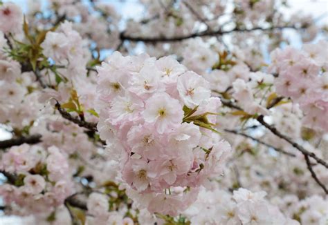 The centuries-old charm of Japan's cherry blossoms | The Japan Times