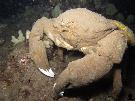 sponge crab on night dive | maui, hawaii | Aaron Lynton | Flickr