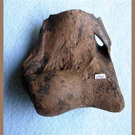 American Lion Humerus Distal End Fossil - Fossils & Artifacts for Sale | Paleo Enterprises