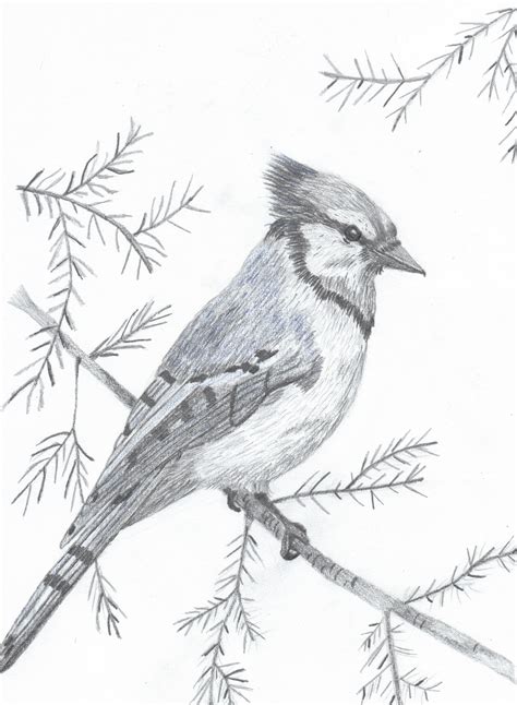 BlueJay save for pyrography pattern Bird Pencil Drawing, Pencil Shading ...