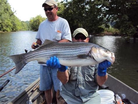 striped bass fishing