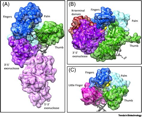 Engineering Polymerases for New Functions: Trends in Biotechnology