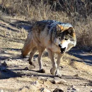 Mexican Gray Wolf - Facts, Diet, Habitat & Pictures on Animalia.bio