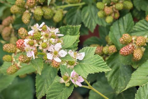 Blackberry Bush with Flowers and Unripe Blackberries Stock Photo ...