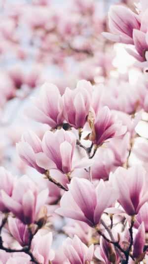 Pink Magnolia Wallpaper - iXpap