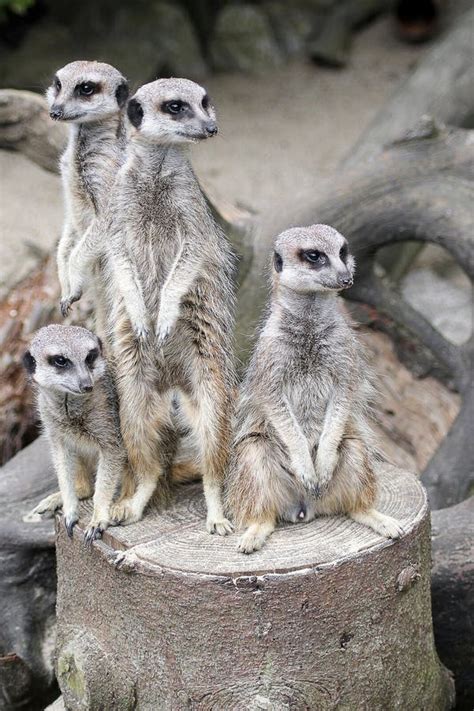 Family of meerkat stock photo. Image of meerkat, looking - 54607788