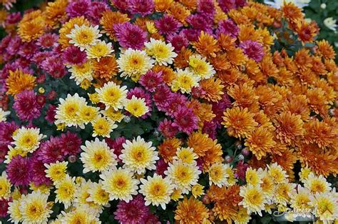 Mum Flower Garden: How to Grow and Take Care of Mums & Keeping Garden ...