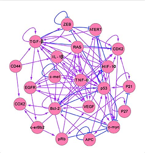 | The 17-node gene regulatory network for intestinal-gastric cancer.... | Download Scientific ...