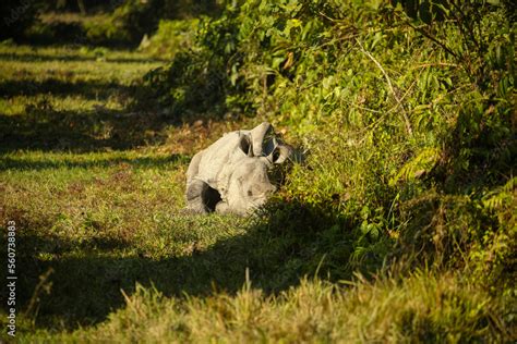 Endangered indian rhinoceros in the nature habitat of Kaziranga ...