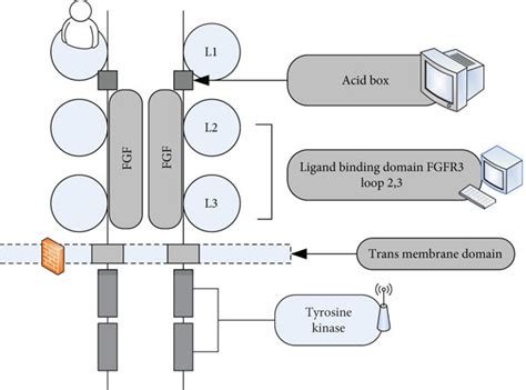 Structure of fibroblast growth factor receptor 3. | Download Scientific Diagram