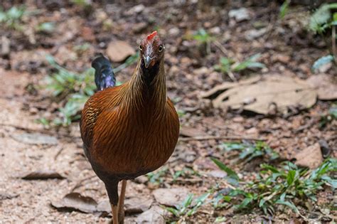 Sri Lanka Junglefowl, Sinharaja Forest Reserve, Sri Lanka