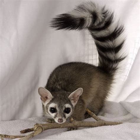 Ringtail Cat | Animals, Unusual animals, Cute animals