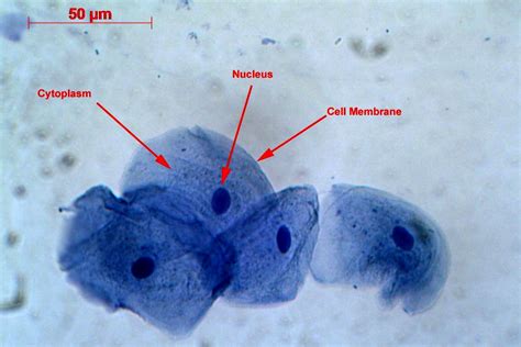 Cheek Cell Labeled Diagram