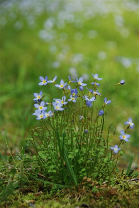 Wildflower Bloom Calendar - Grandfather Mountain