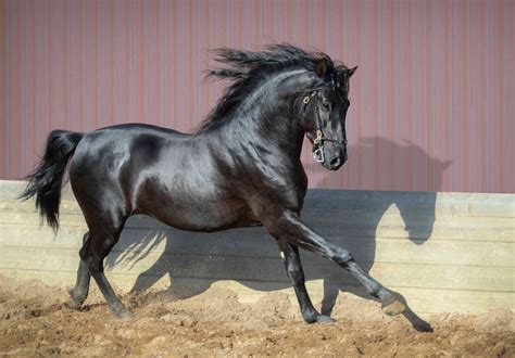 Andalusian Horse Breed Profile