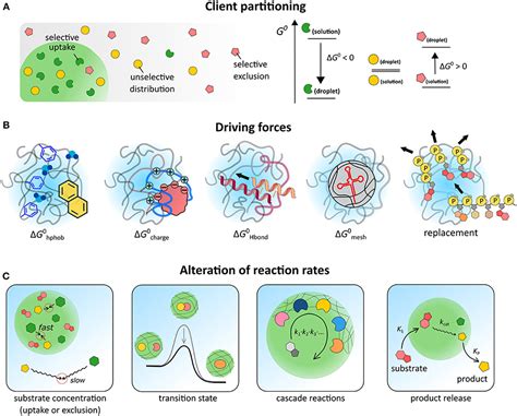 Biocondensates | SpruijtLab