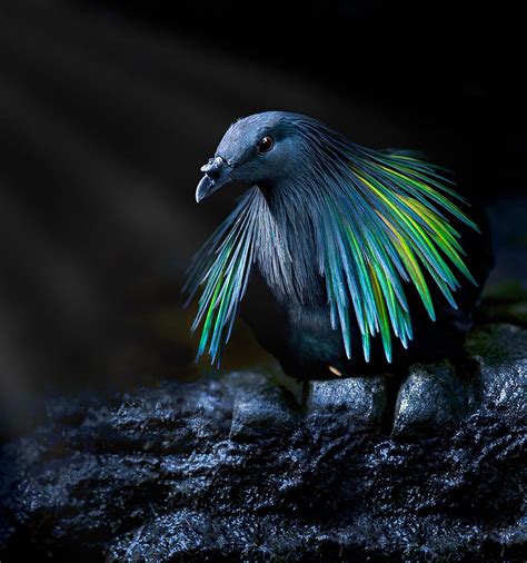 This Bird Species Probably Has The Most Beautiful Feathers In The Whole Of Animalandia! Gorgeous ...