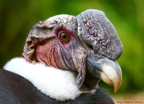 Envergure Du Condor • Les plus belles photos par Bonjour Nature | Scary birds, Andean condor ...