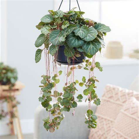 The ULTIMATE Guide for Strawberry Begonia (Saxifraga)