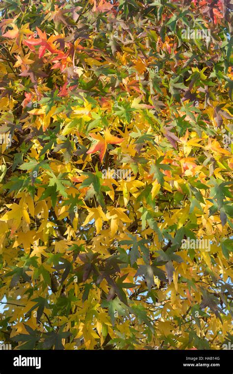 Gum tree leaves hi-res stock photography and images - Alamy