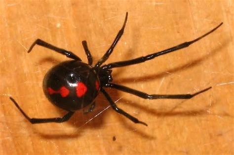 Black Widow - Latrodectus variolus - female | Black widow, Widow, Black