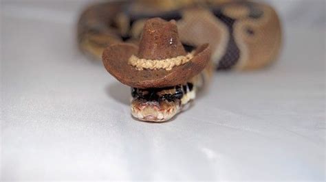 Snakes In Hats - ball python (I think) in a cowboy hat | Snakes with ...