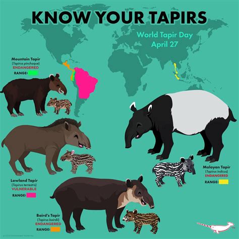 World Tapir Day on Twitter: "For those new to the world of tapirs ...