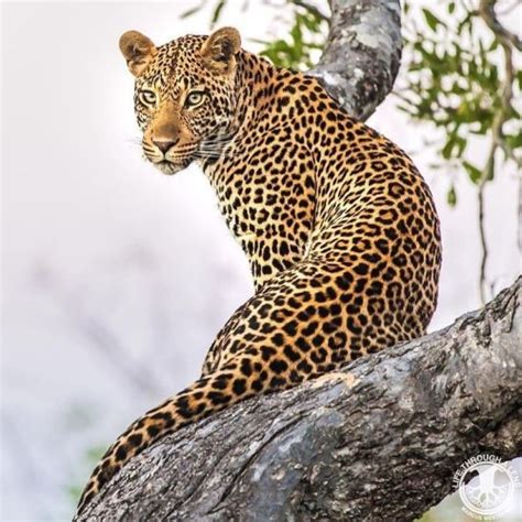 Funny Wildlife • Sabi Sands Spotted Beauty stunningly captured by...