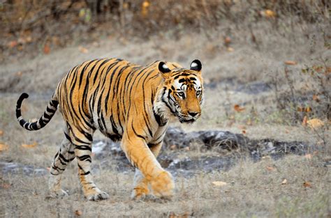 Book Bandhavgarh Tour Packages at the Best Price