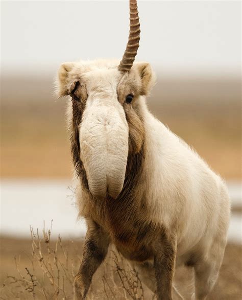 Saiga unicorn | Saiga Conservation Alliance