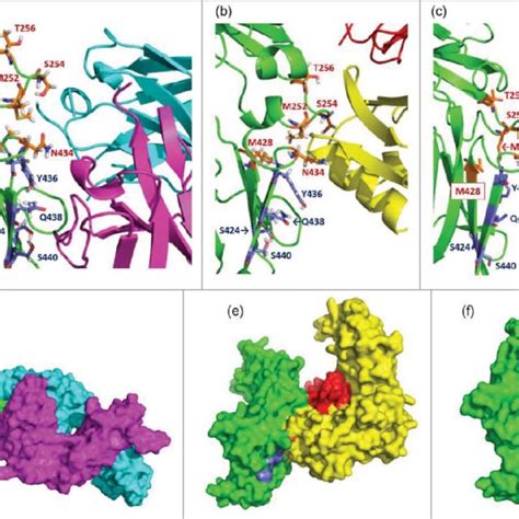 Increasing antibody affinity to FcRn promotes half-life extension in... | Download Scientific ...