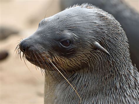 What’s the Difference Between Seals and Sea Lions? | Britannica