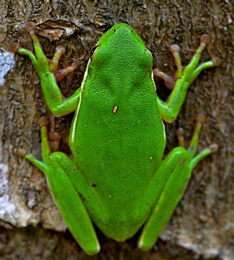 Tree Frog - Top View | Tree frogs, Frog pictures, Frog